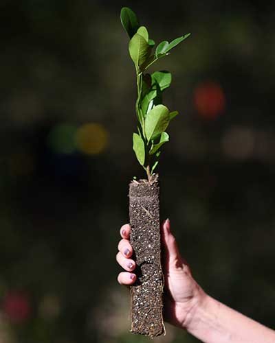 seedling